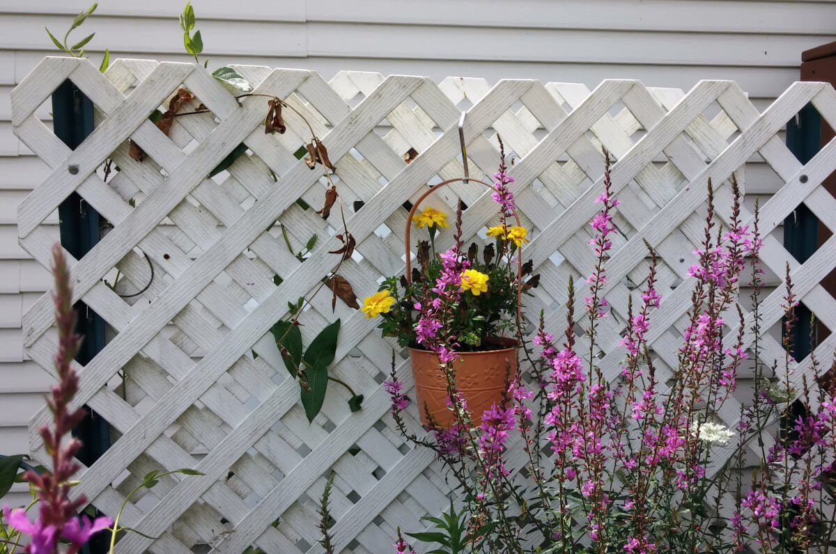 Fence with a flower plant hanging