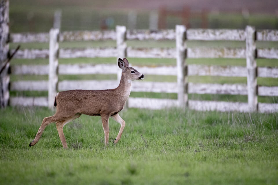 Deer outside a property fence